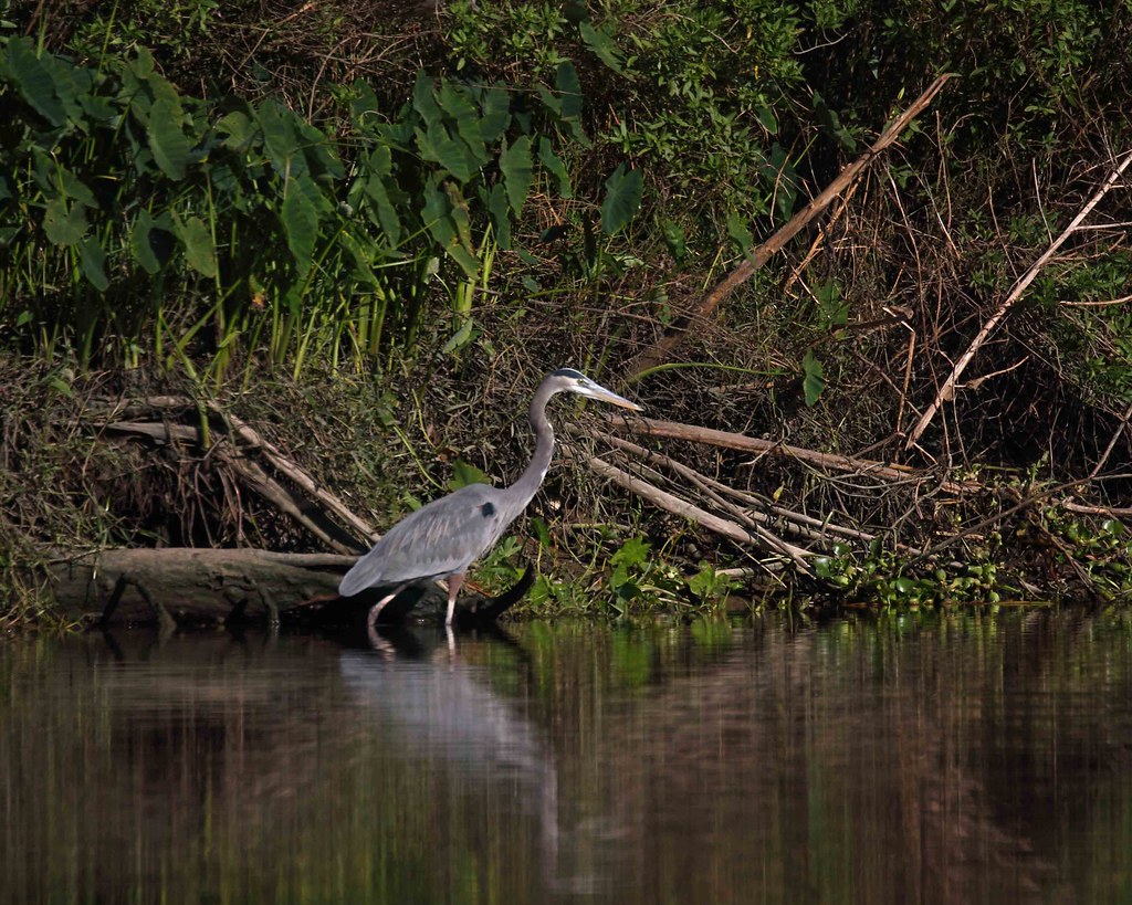 Blue Great blue heron on Armand Bayou, Pasadena, Texas Gary Seloff