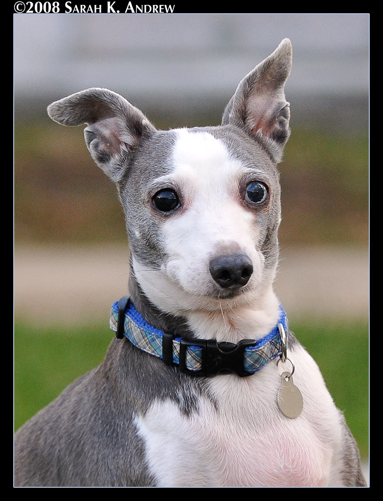 Bowie, the Italian Greyhound with one blue eye She is 14 y… Flickr