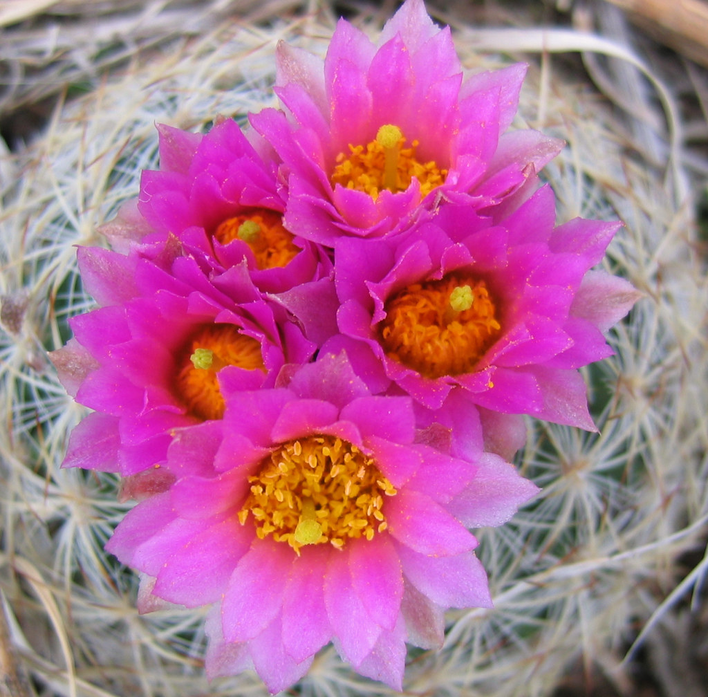 A Nest of Cactus Flowers Cactus in Colorado Colorado Sands Flickr