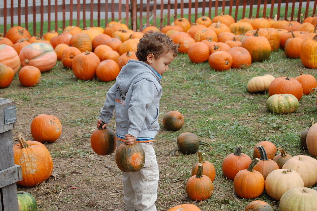 Pumpkinland at Miller's Apple Hill LLisner Flickr