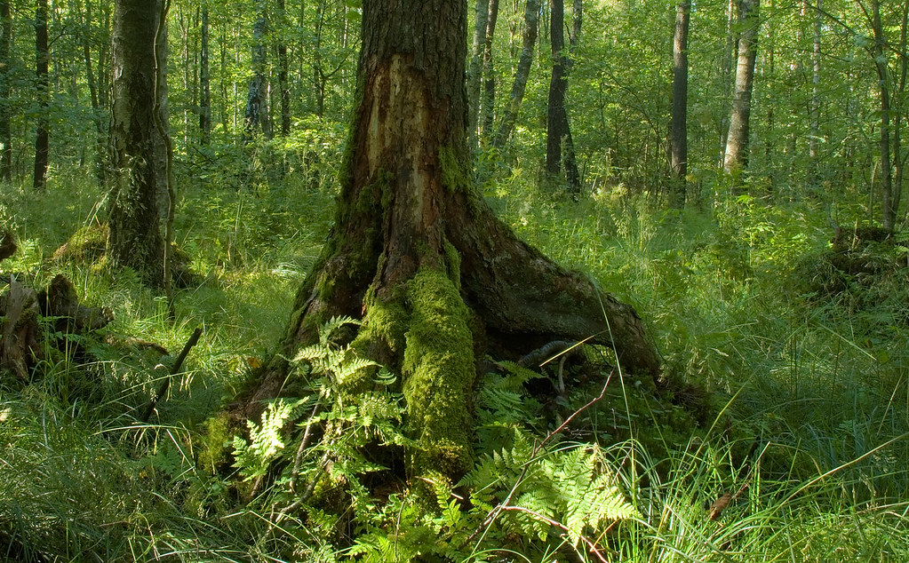 Black Alder Wood Been revisiting the small natural preserv… Flickr
