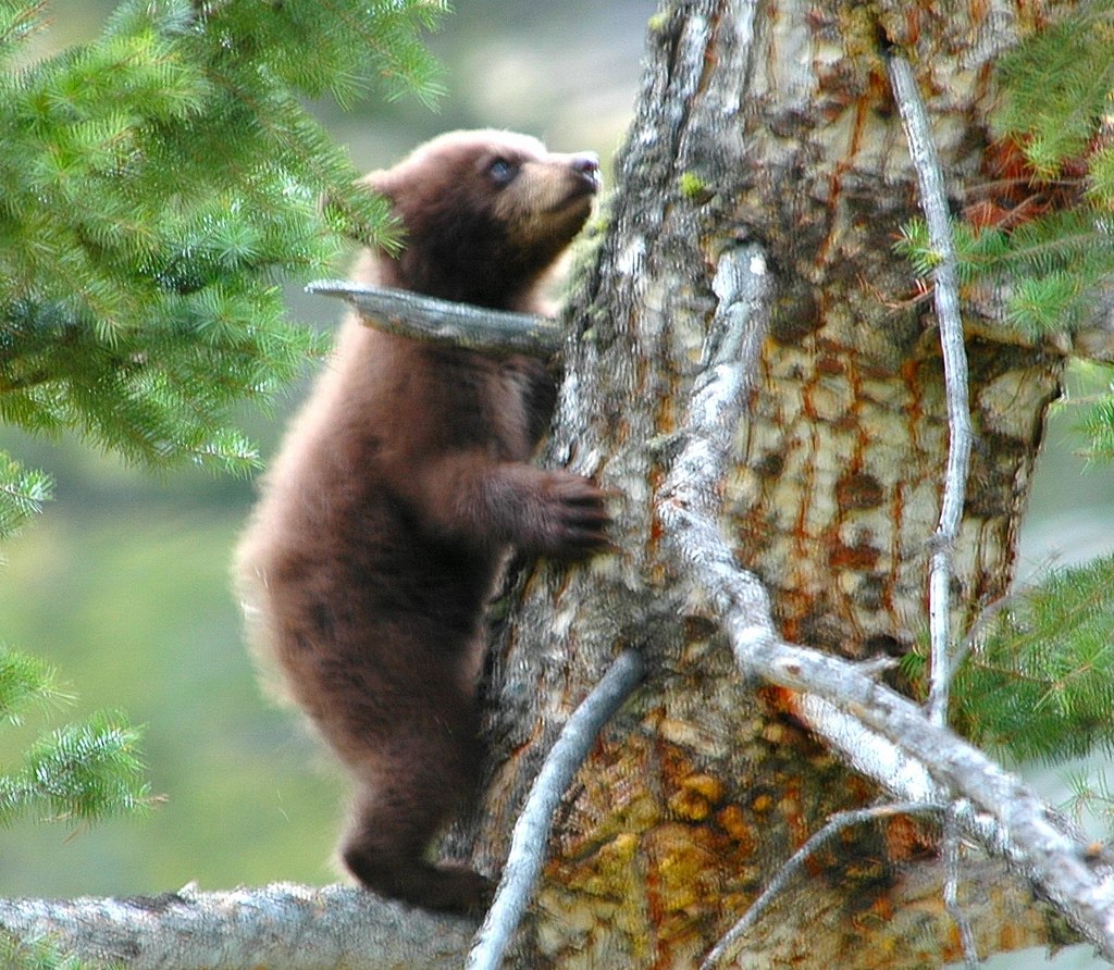 To the Top Cinnamon bear cub climbing a tree photographe… Flickr
