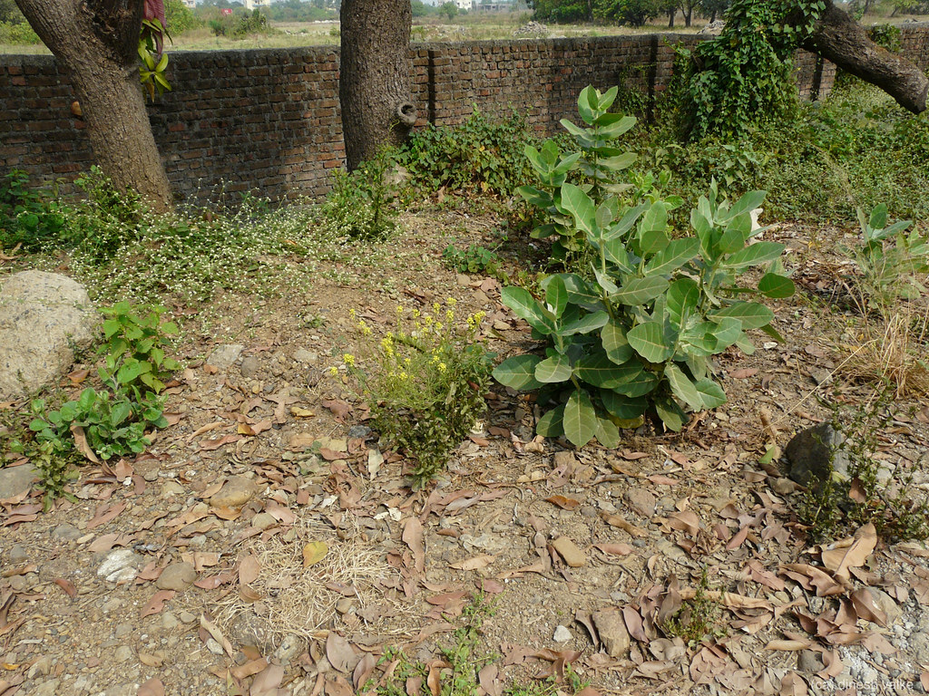 Saasive (Kannada ಸಾಸಿವೆ) Brassicaceae (mustard, or cabbag… Flickr