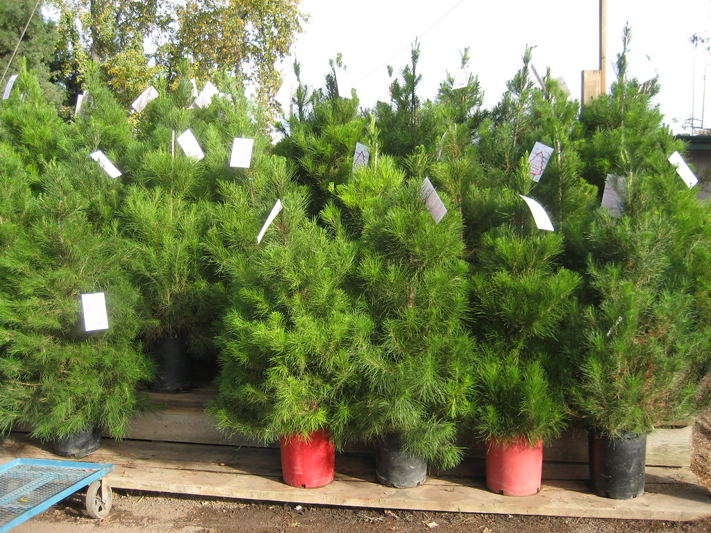 christmas trees alive! Monterey pines from Treeland in … Flickr
