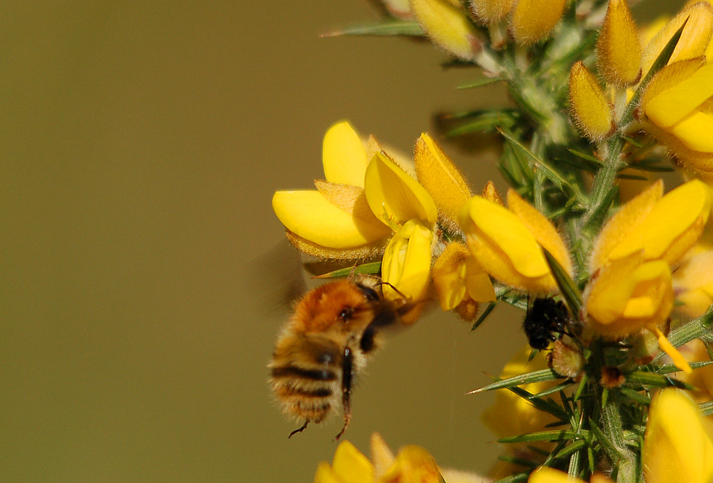 Bee on Gorse Blossom John Flickr