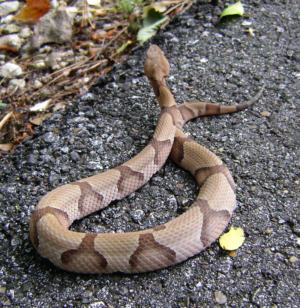 Southern Copperhead (Agkistrodon contortrix contortrix), J… Flickr