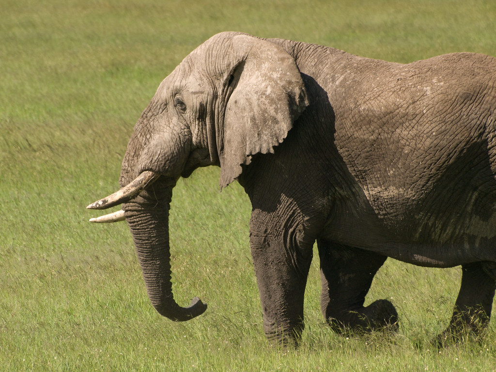 Elephant Walking Elephant walking in the Serengeti Nationa… Flickr