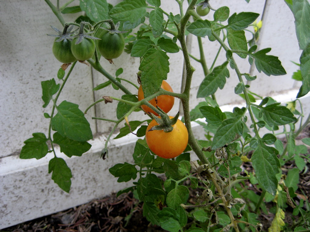 Cherry Tomato Plant Katya showed me the plants they are