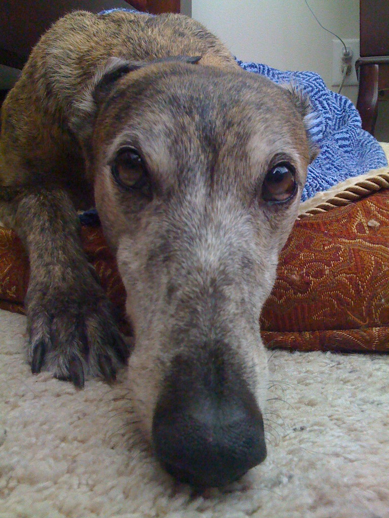 The AfterBath Why do most dogs hate baths? It's almost lik… Flickr