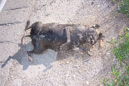 roadkill dog 6 anubispostalservice Flickr