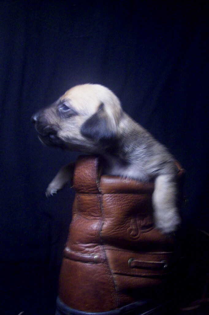 toy rat doxie puppy in a boot blueeyed_texasangel10 Flickr