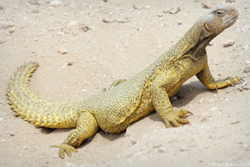 Spinytailed Lizard, Uromastix microlepis, Dhub a photo on Flickriver
