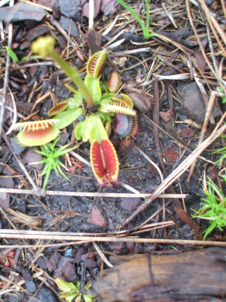 Venus Fly Trap outside of the Green Swamp, NC dogwood.alliance Flickr
