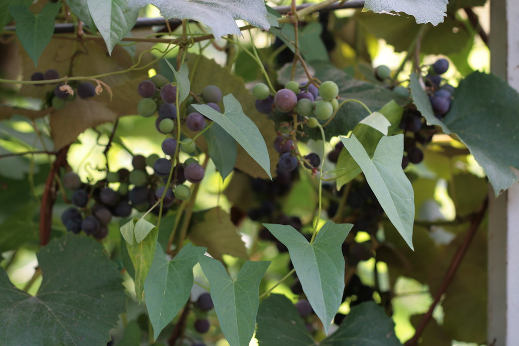 Grapes in New York City! Grapes! I stumbled upon these on … Flickr