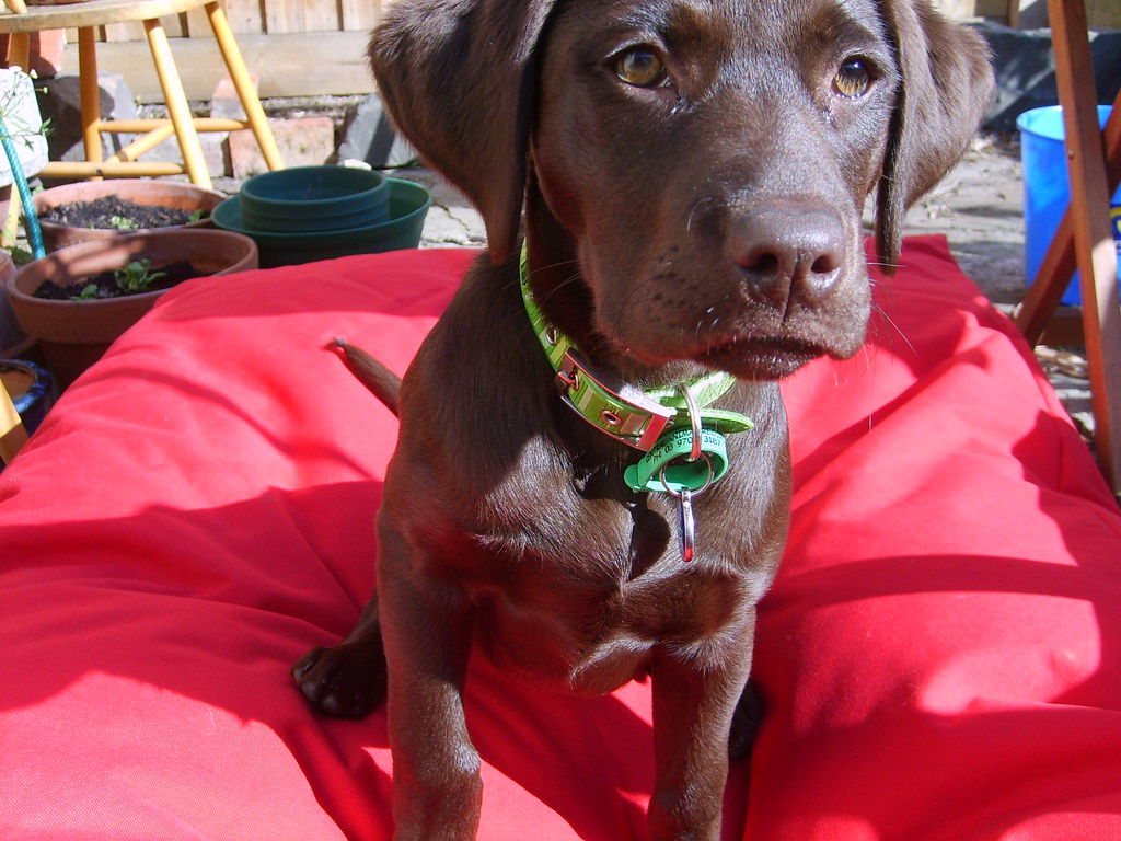 Martha on her new Snooza D1000 Martha & me Flickr