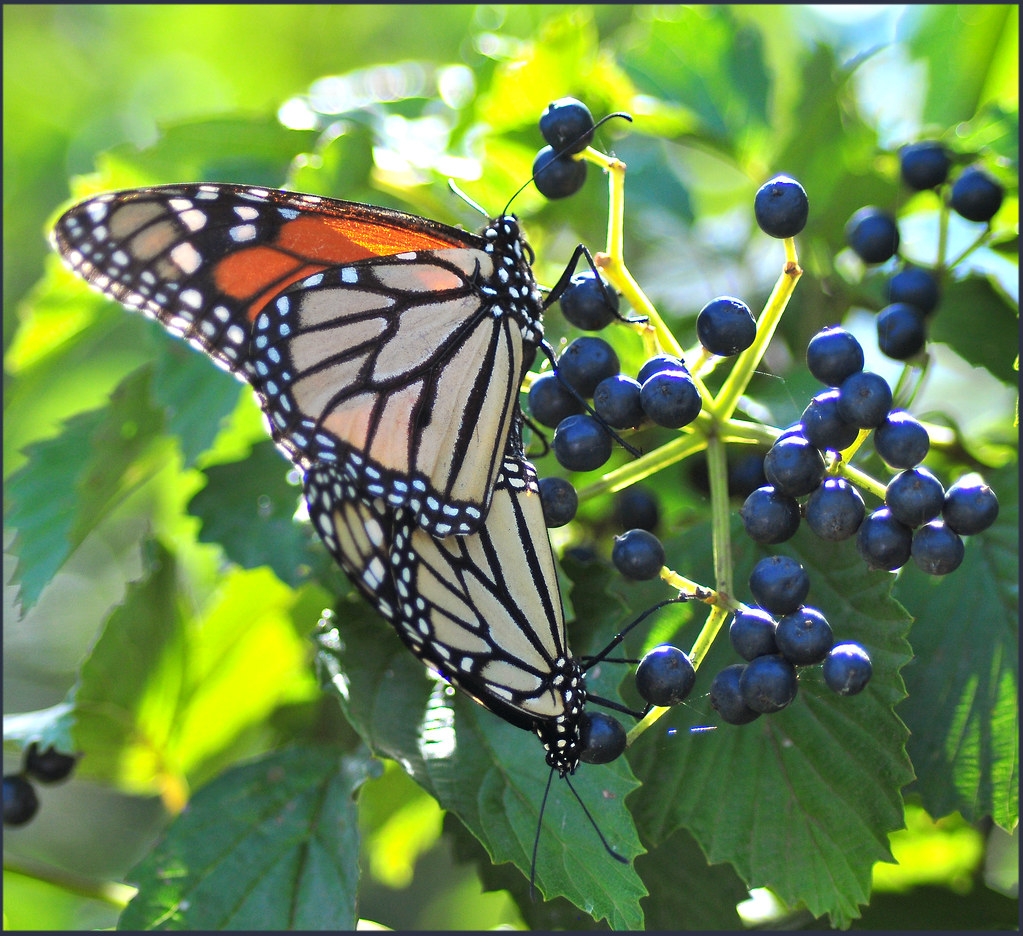 Butterflies And Berries Vidterry Flickr