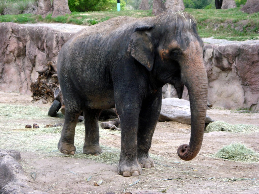 Indian Elephant An indian elephant at Busch Gardens Africa… Flickr