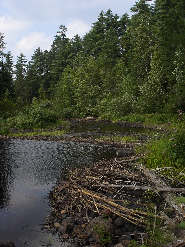 Beaver Dam Nice beaver dam on Nina Moose River between Lak… Flickr