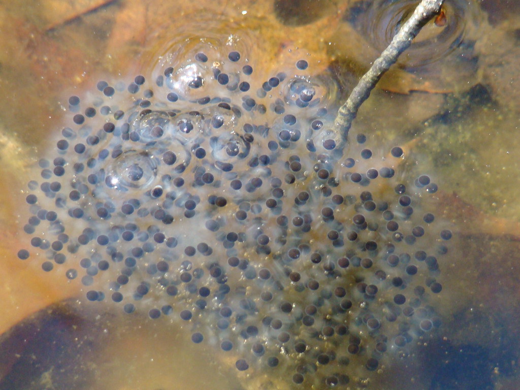 DSC02336 Wood Frog egg mass Connecticutbirder Flickr