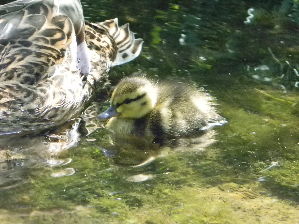 Picture 102 Gary West Flickr