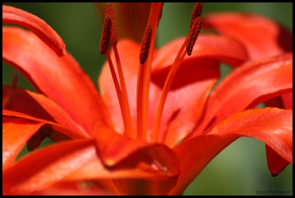 TIger Lily Tiger Lily in the garden. Jason Flickr