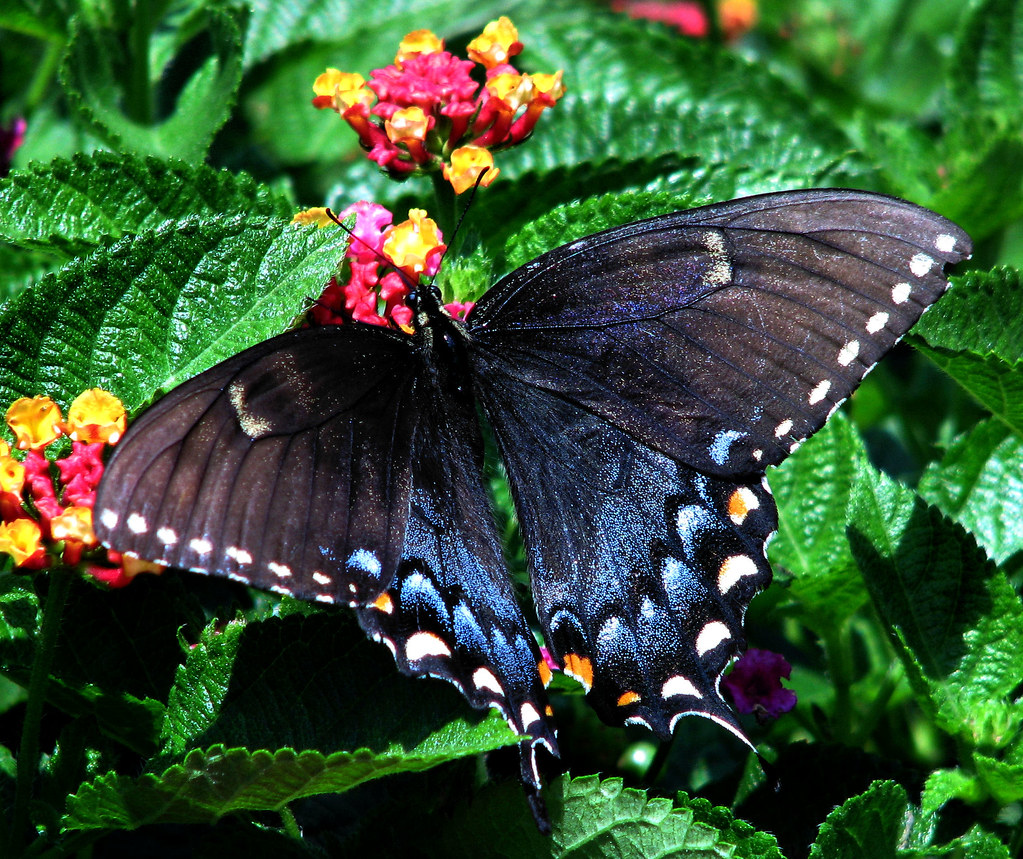 Blue Butterfly Seen in Maria's Garden, NJ John Stenberg Flickr