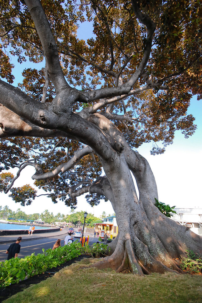 Kona Tree Rob Lee Flickr