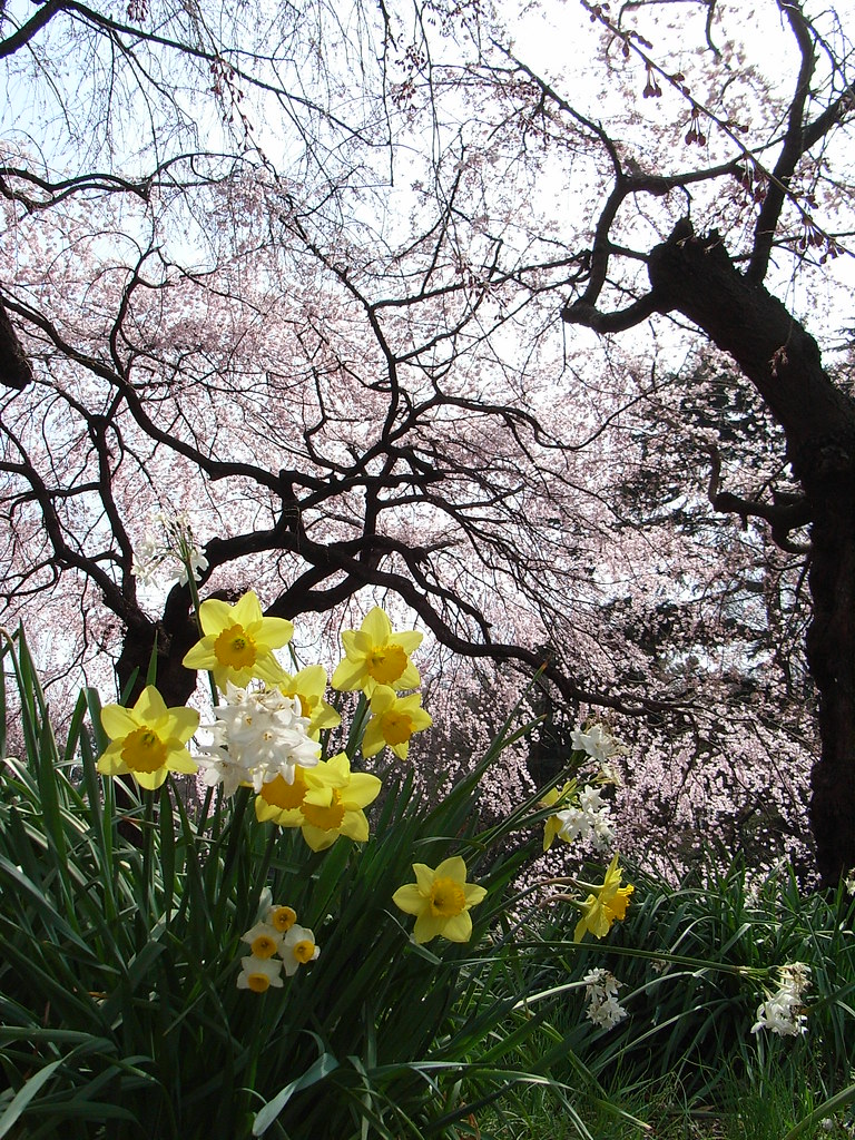 Daffodils and Cherry Blossoms Tokyo, Japan Takuro Flickr