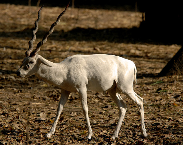 The name is Buck, White Buck a photo on Flickriver