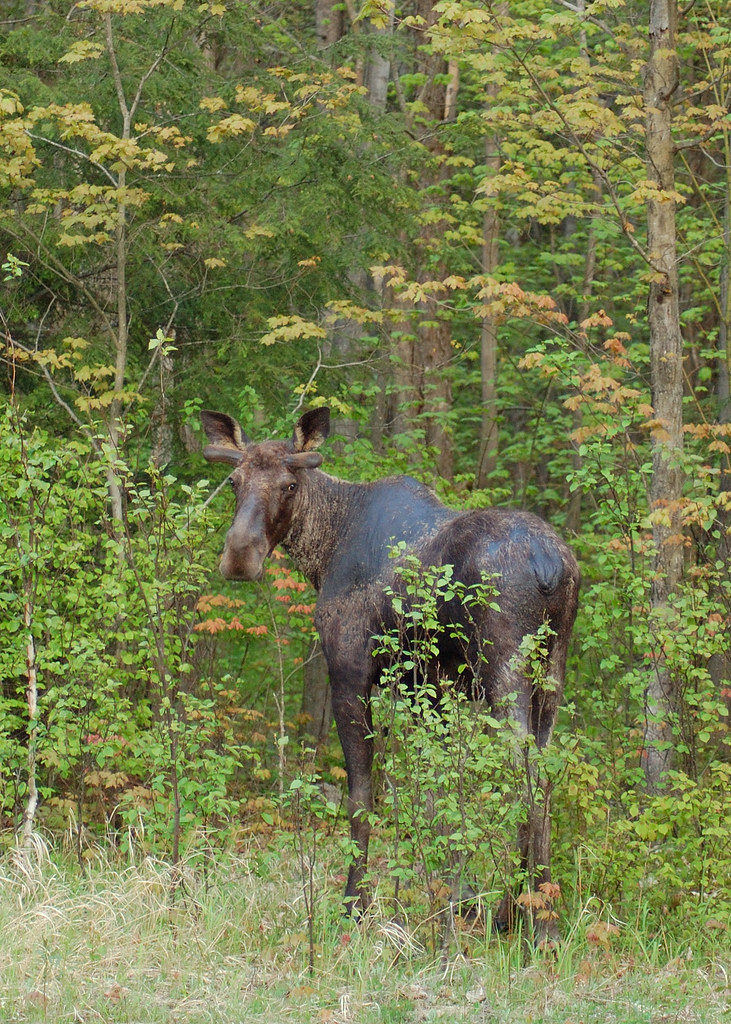 Moose in Ontario marks08 Flickr