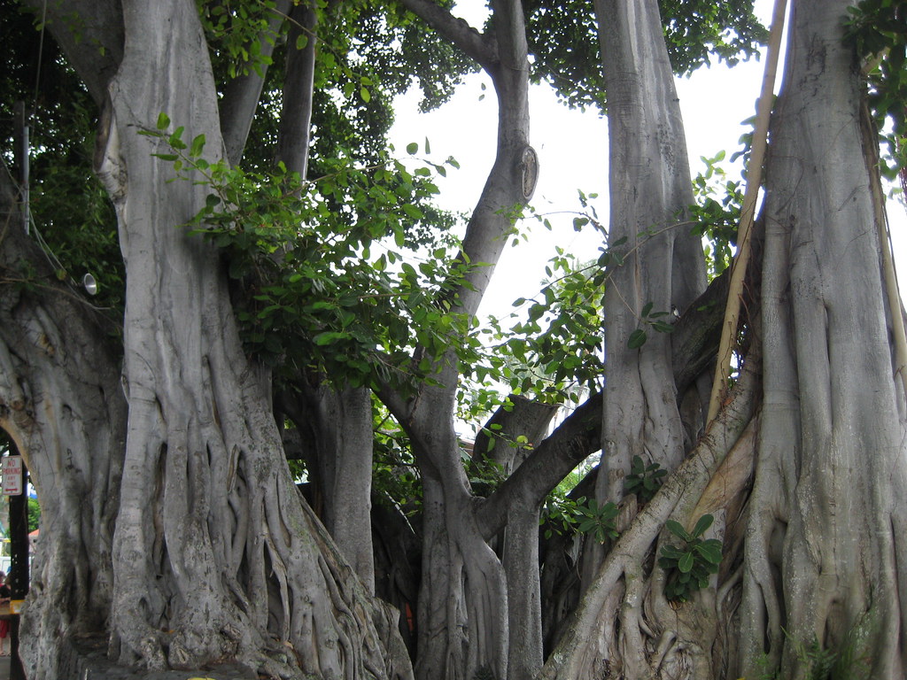Banyan Tree Kona, Hawaii mjgalaxy77 Flickr