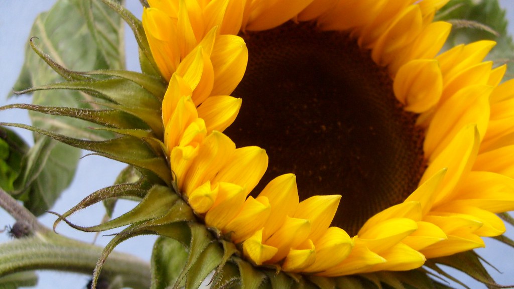 sunflowers 2 my favourite flowers loismaymiller Flickr