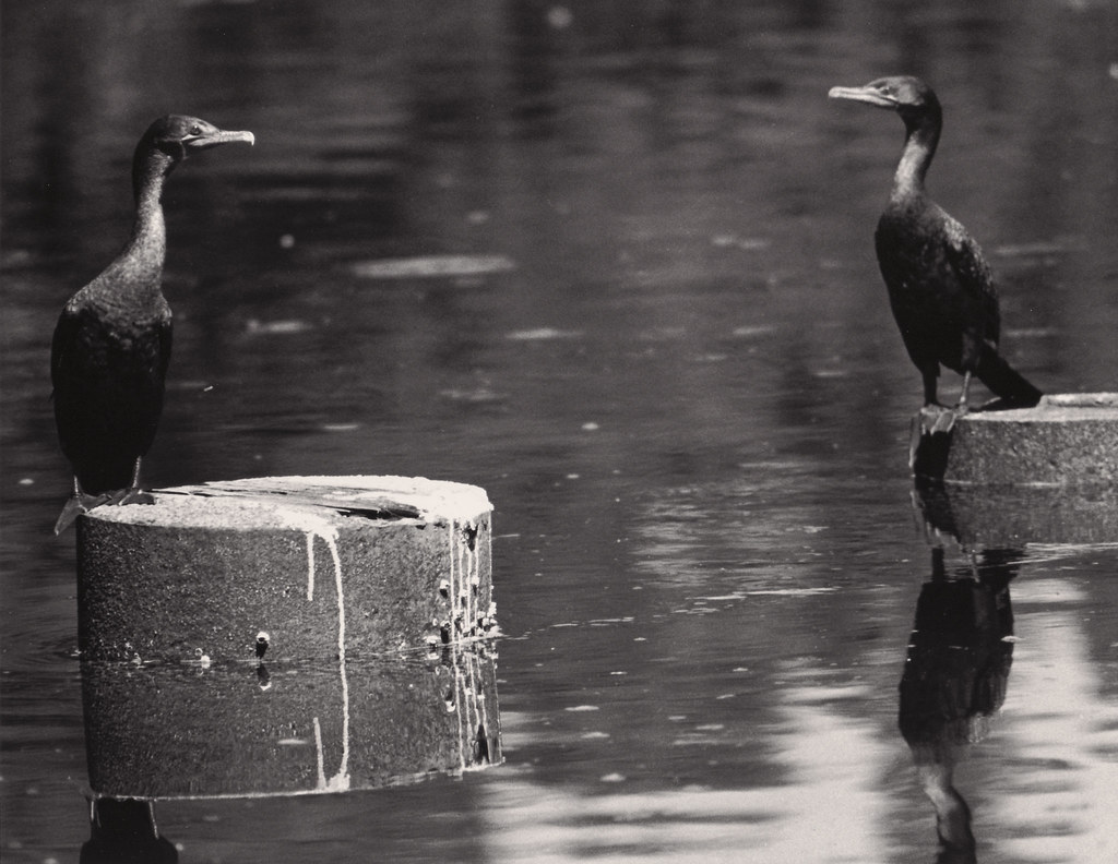 PlusXCormorants Seagull VC II B&W Variable Contrast RC Gl… Nick