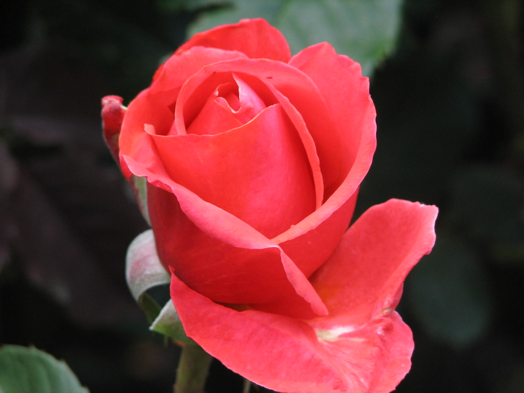 Lady Norwood Rose Garden_191 28 November 2008 A visit to… Flickr