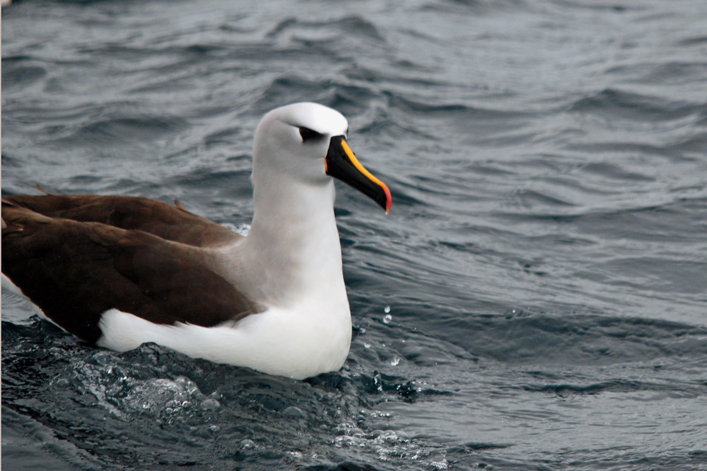 Atlantic Yellownosed Albatross tres 4x6 300 Patty McGann Flickr