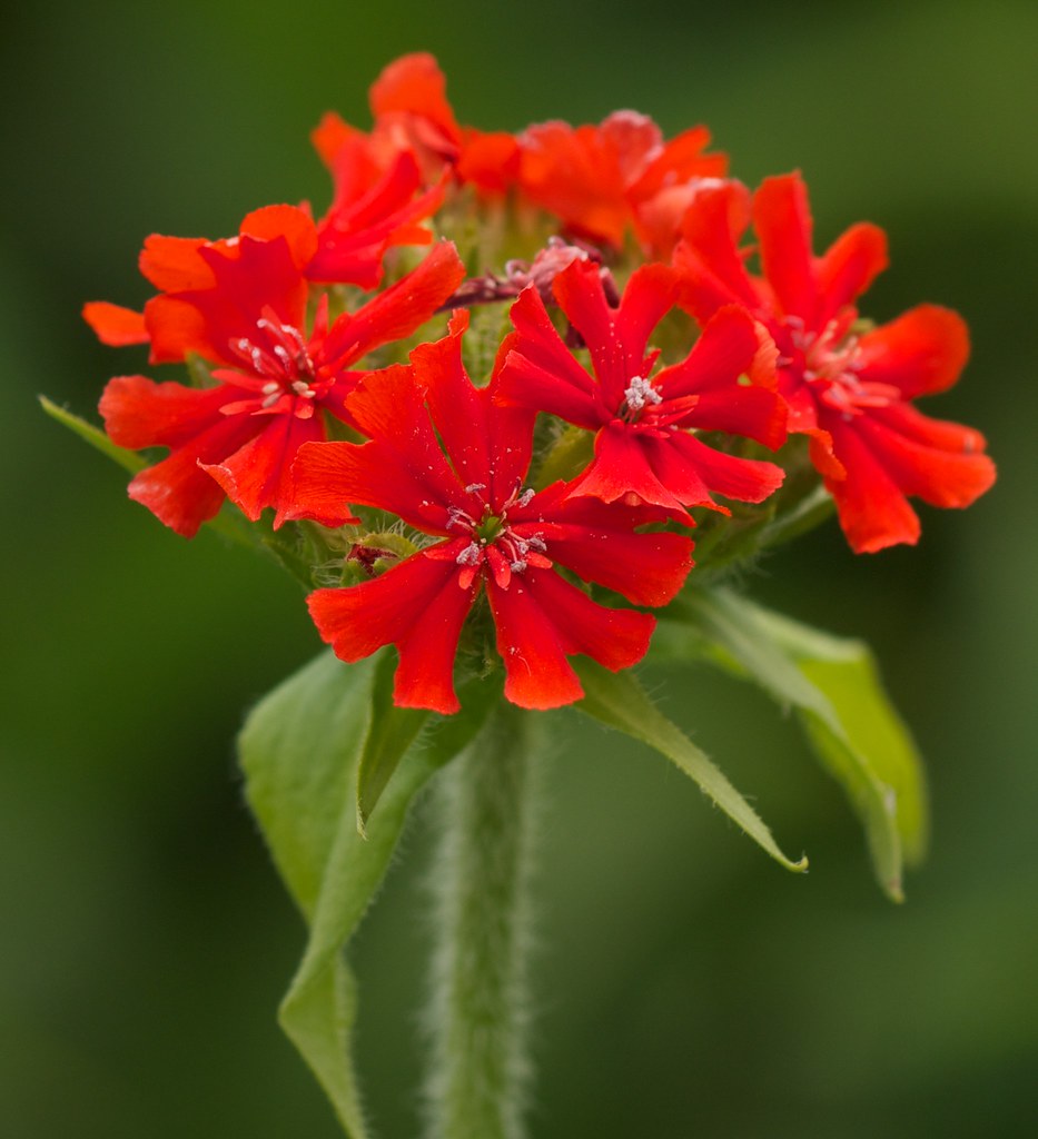 A of Fresh and Fragrant Flowers Bright red flowers… Flickr
