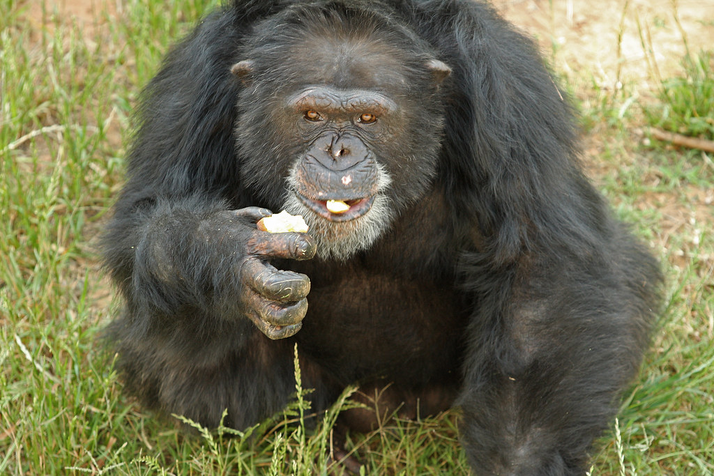 Chimp Chimp Haven, Keithville, LA Sherry Heflin Flickr