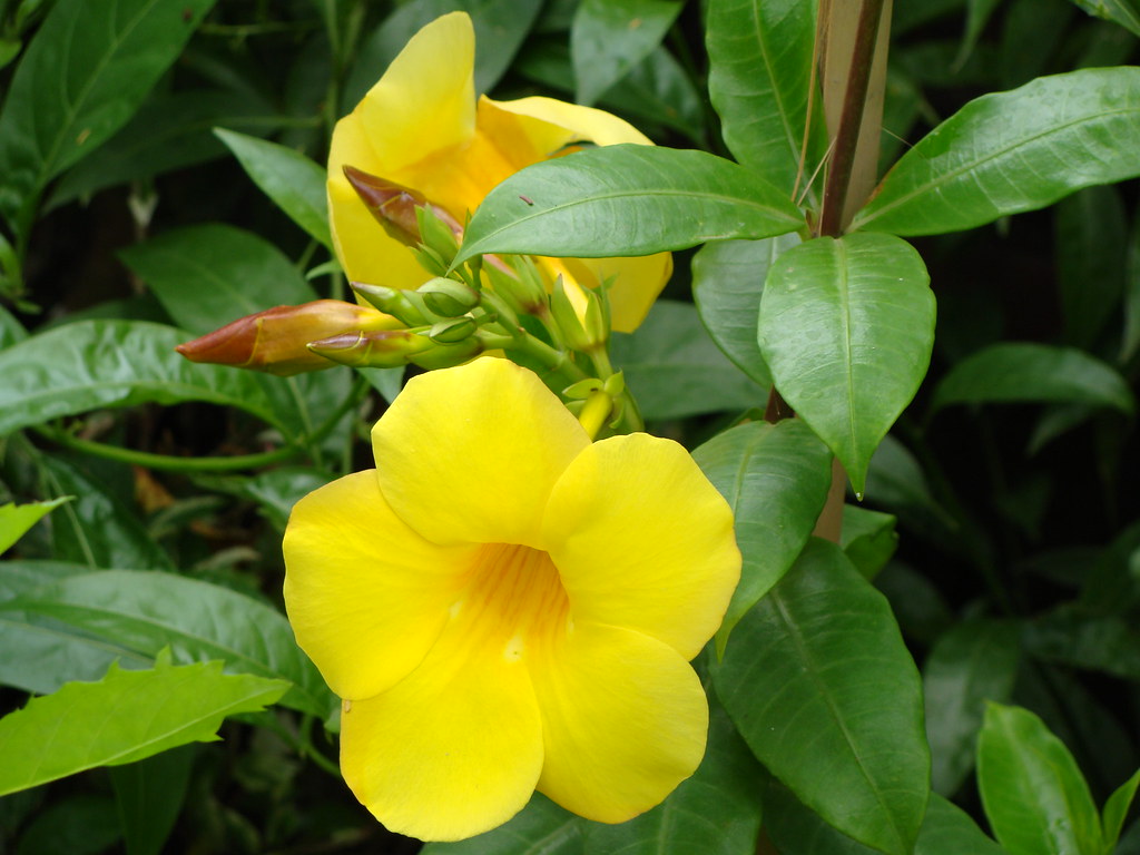 Flowers of Bangladesh Flowers of Bangladesh Flickr