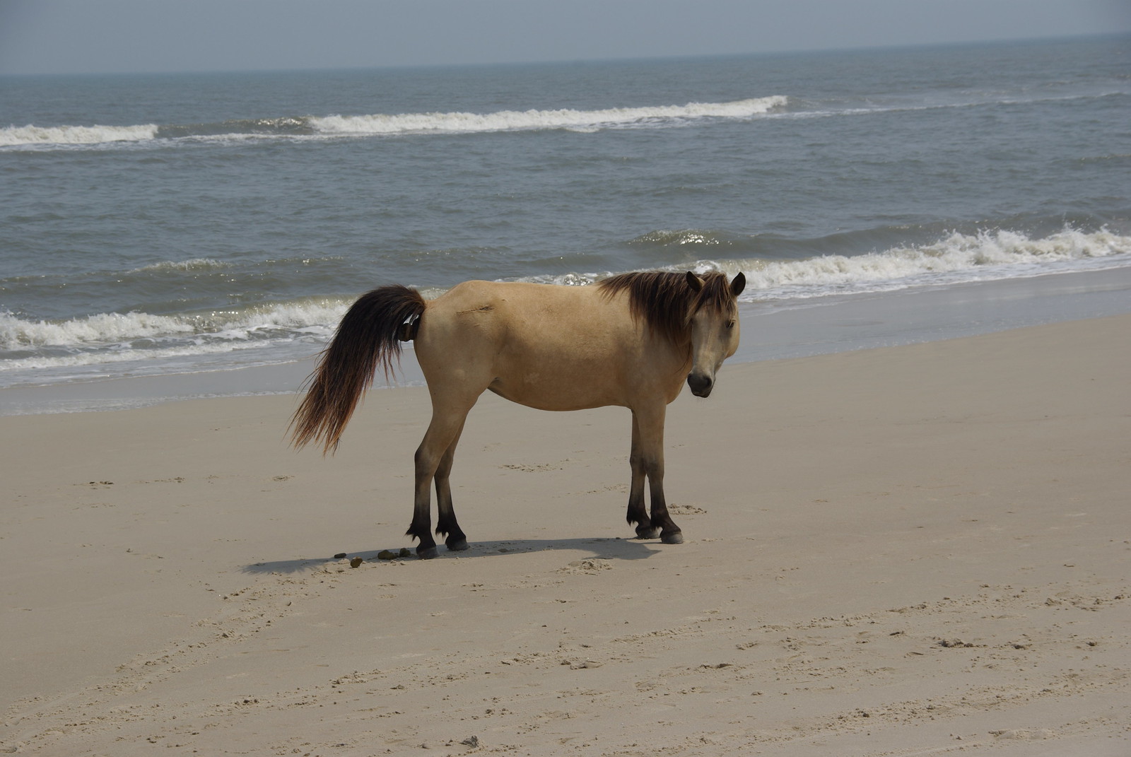 Horse Pooping On Beach Flickr