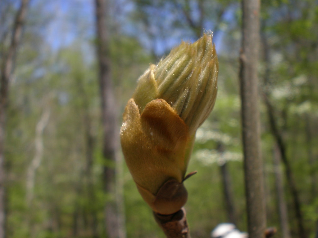 shagbark hickory bud P4130067 shagbark hickory bud near Oc… Flickr