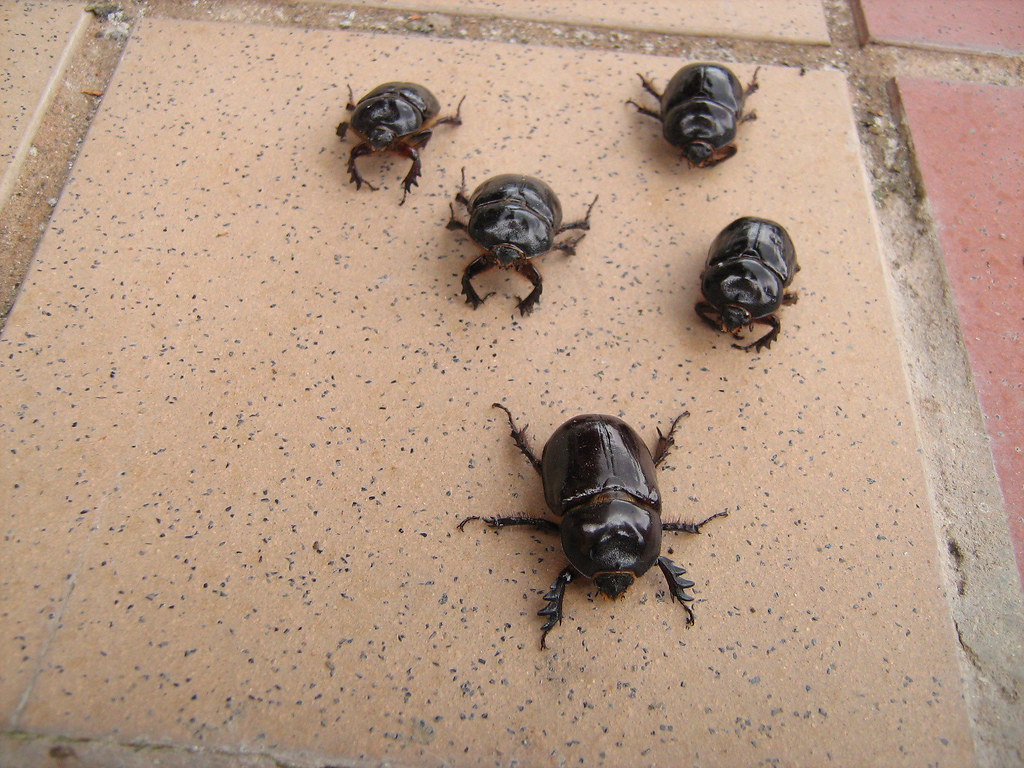 Trained Beetles I spent the weekend training this beetles … Flickr
