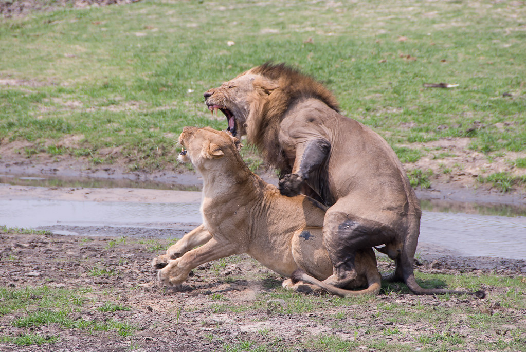 Mating Lions Katavi, Tanzania David Schenfeld Flickr