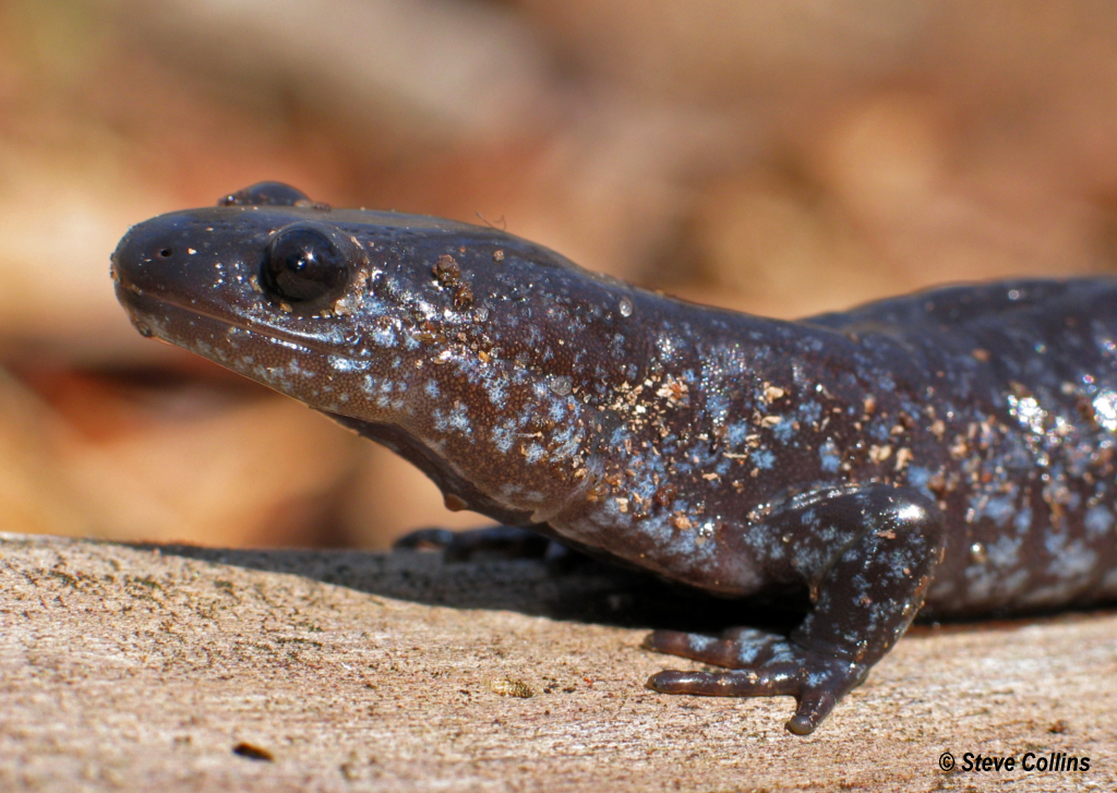Bluespotted Salamander (Ambystoma laterale) The Bluespot… Flickr