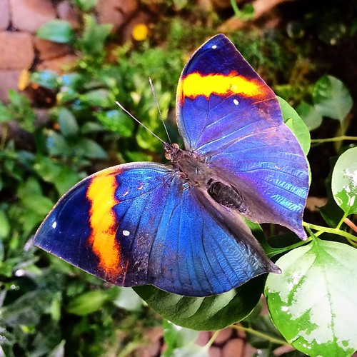 Checking out all the live butterflies at the Riverhead At… Flickr