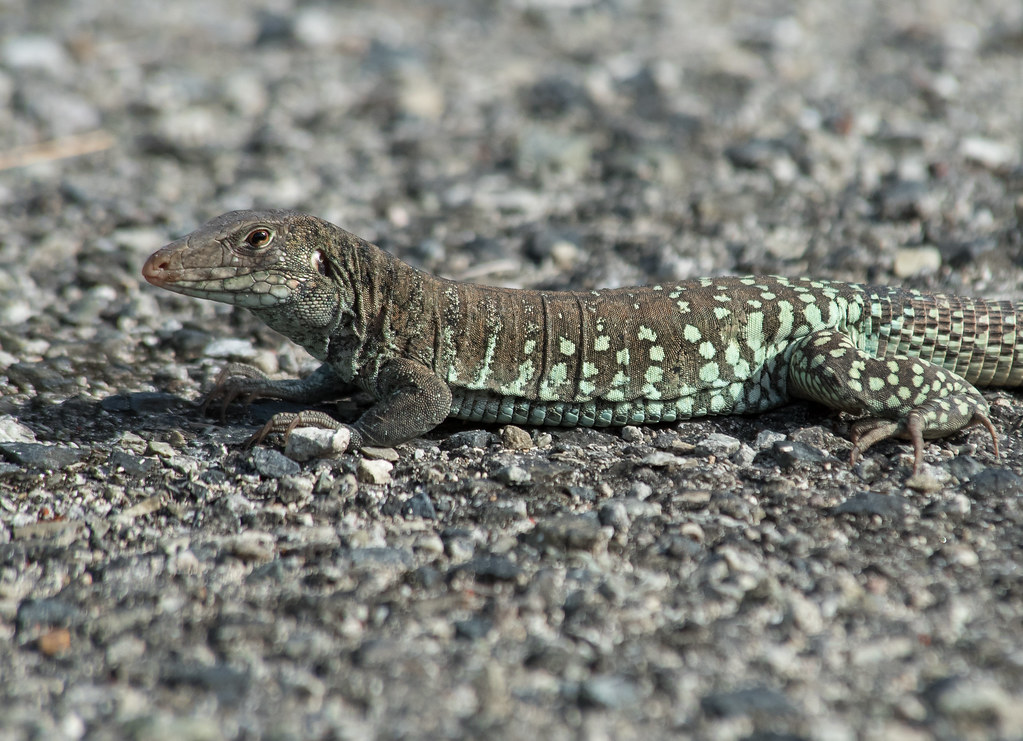 Anguilla Bank Ameiva Flickr