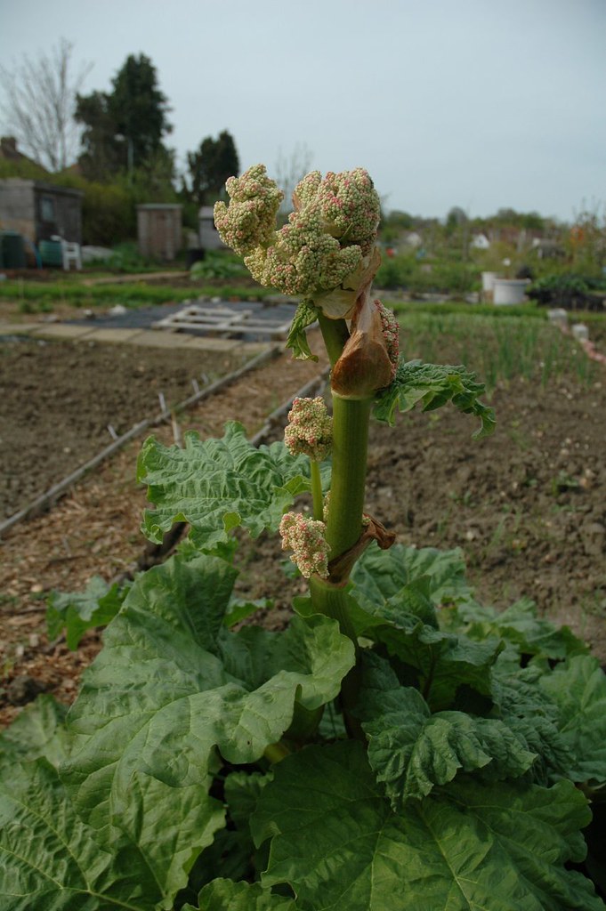 Rhubarb Flower Never even occured to me that rhubarb had f… Flickr