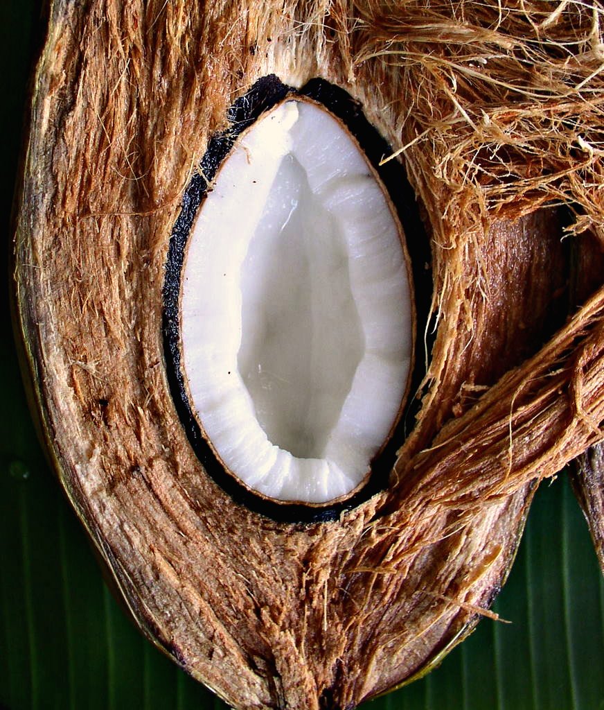 Fruit of wild coconut Coconuts weren't always as fat as th… Flickr