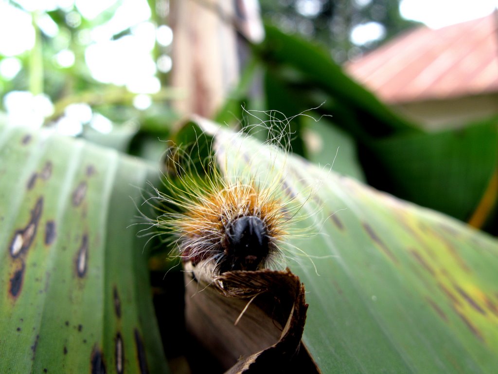 Banana leaf loving caterpillar Flickr