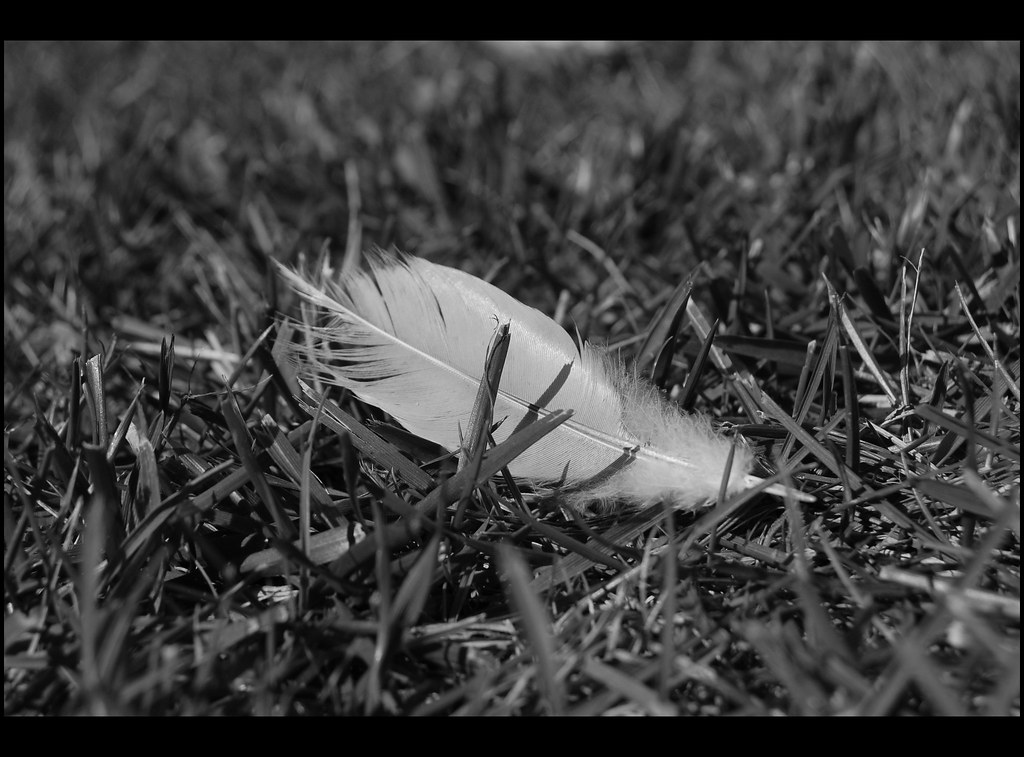 A volte un chilo di piume pesa più di un chilo di ferro Flickr