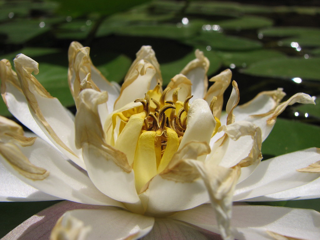 Wilting lily AwakeOne Flickr